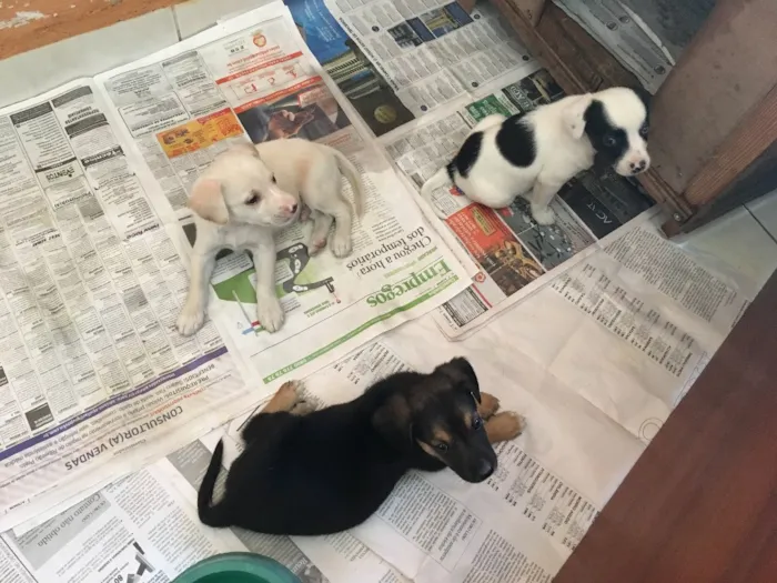 Cachorro ra a Vira-Lata idade Abaixo de 2 meses nome Beto, Chiquinha 