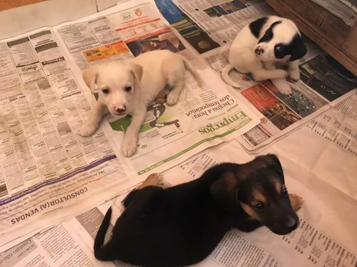 Cachorro ra a Vira-Lata idade Abaixo de 2 meses nome Beto, Chiquinha 
