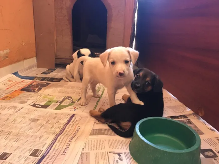 Cachorro ra a Vira-Lata idade Abaixo de 2 meses nome Beto, Chiquinha 