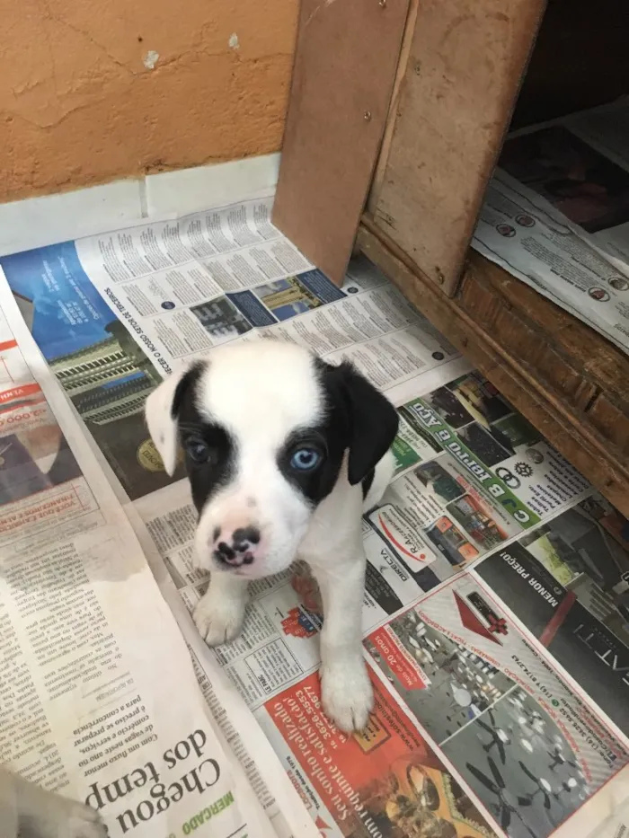 Cachorro ra a Vira-Lata idade Abaixo de 2 meses nome Beto, Chiquinha 