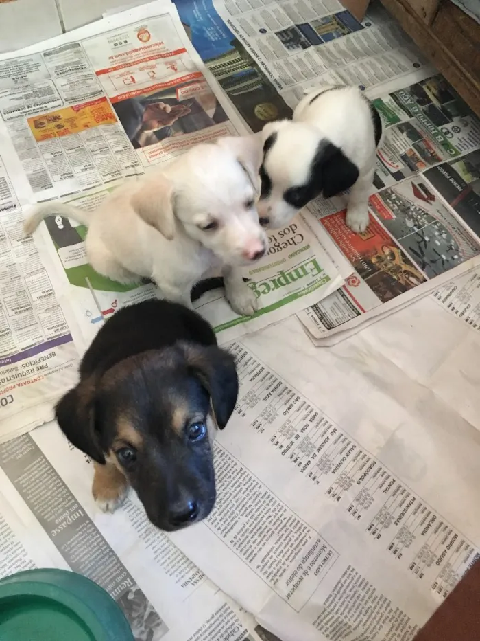 Cachorro ra a Vira-Lata idade Abaixo de 2 meses nome Beto, Chiquinha 