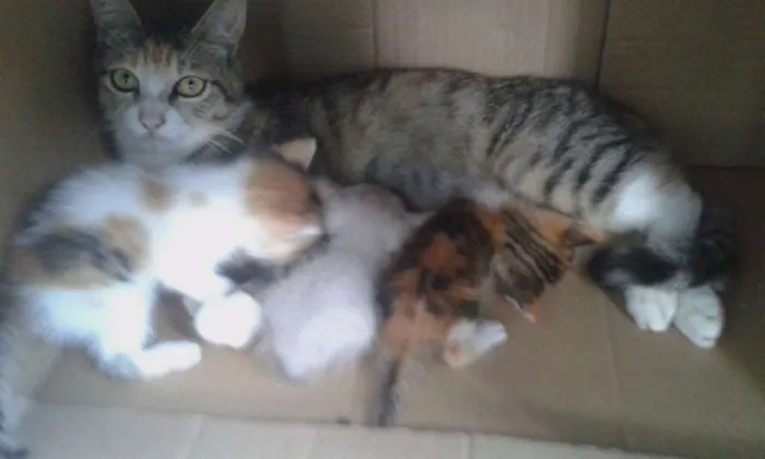 Gato ra a Porte pequeno gato idade Abaixo de 2 meses nome Filhotes 3 
