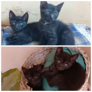Gato raça  idade 7 a 11 meses nome sem nome