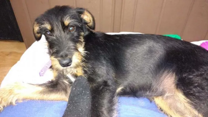 Cachorro ra a SRD idade 7 a 11 meses nome Felícia(Fê)