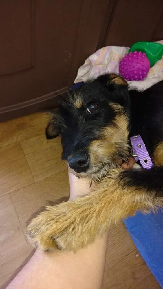 Cachorro ra a SRD idade 7 a 11 meses nome Felícia(Fê)