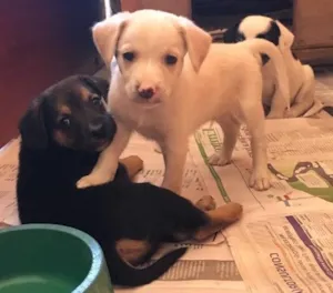 Cachorro raça Vira-Lata idade Abaixo de 2 meses nome Beto, Chiquinha 