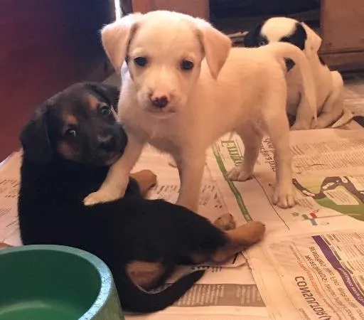 Cachorro ra a Vira-Lata idade Abaixo de 2 meses nome Beto, Chiquinha 
