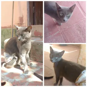 Gato raça  idade 1 ano nome cinza