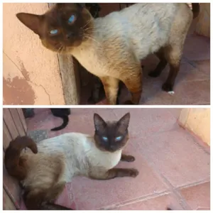 Gato raça  idade 1 ano nome Não tem