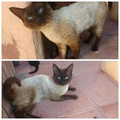 Gato raça  idade 1 ano nome Não tem