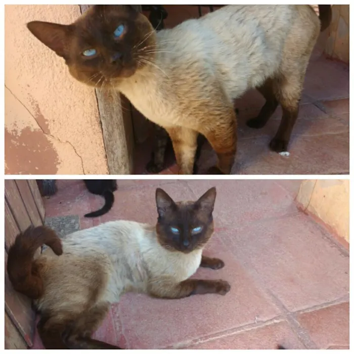 Gato ra a  idade 1 ano nome Não tem