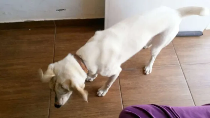Cachorro raça Vira lata idade 7 a 11 meses nome Thór