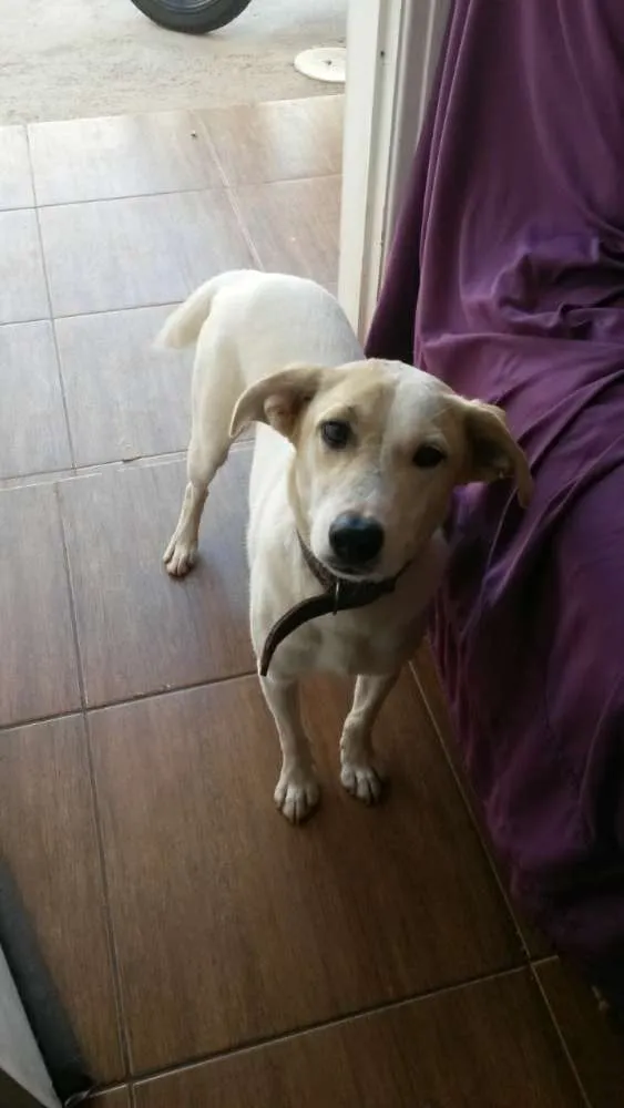 Cachorro raça Vira lata idade 7 a 11 meses nome Thór