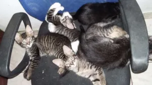 Gato raça Sem raça idade 2 a 6 meses nome Sem nomes