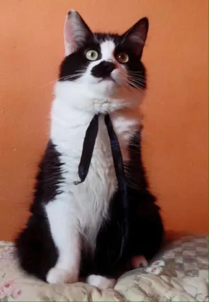 Gato raça SRD idade 2 a 6 meses nome Tomás