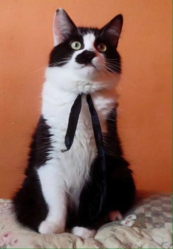 Gato ra a SRD idade 2 a 6 meses nome Tomás
