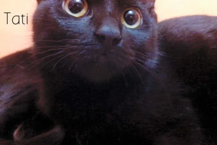 Gato ra a SRD idade 2 a 6 meses nome Tati
