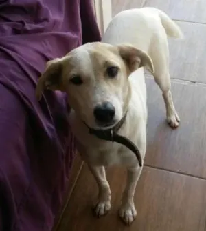 Cachorro raça Vira lata idade 7 a 11 meses nome Thór