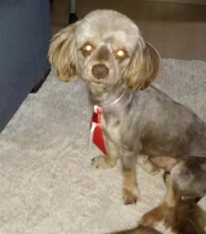 Cachorro raça SRD idade 5 anos nome Pingo
