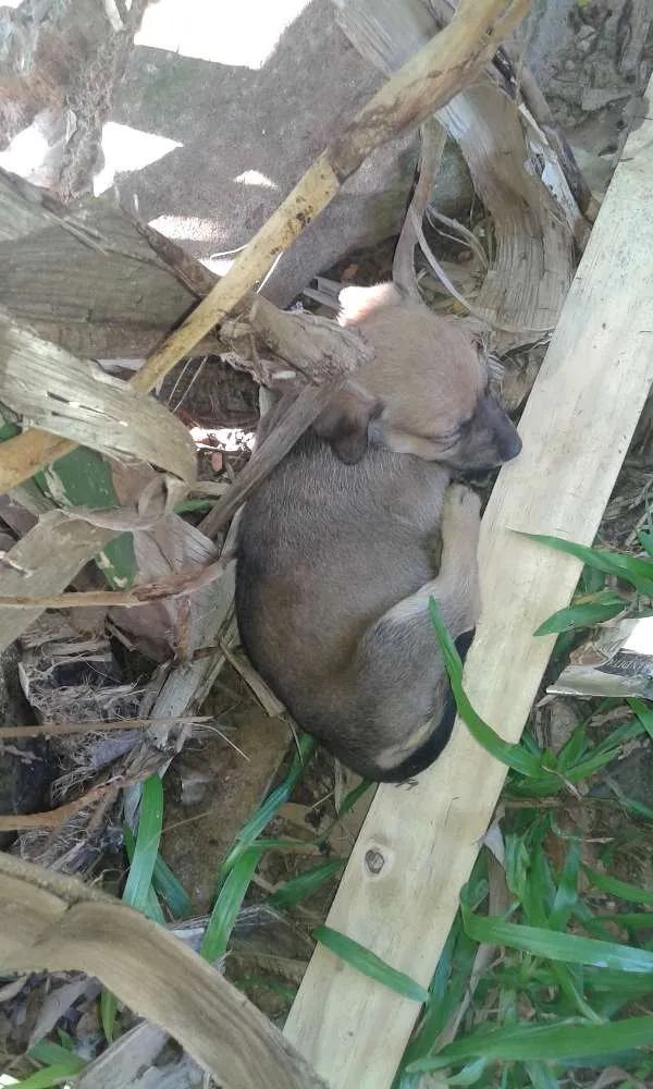 Cachorro ra a Viralata idade Abaixo de 2 meses nome Cachorros