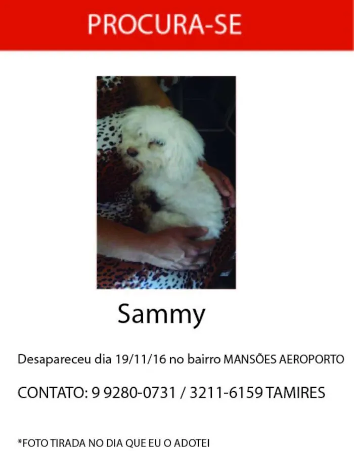 Cachorro ra a Poodle Toy idade 1 ano nome Samy