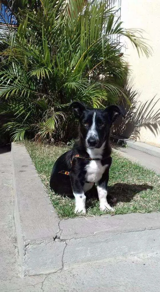 Cachorro raça Sem raça definida  idade 7 a 11 meses nome Thoby