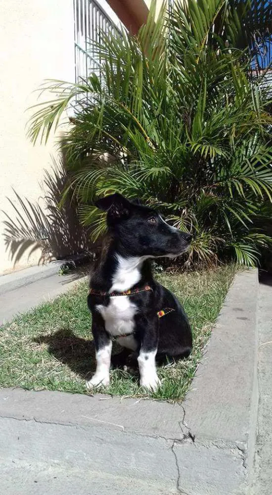 Cachorro raça Sem raça definida  idade 7 a 11 meses nome Thoby