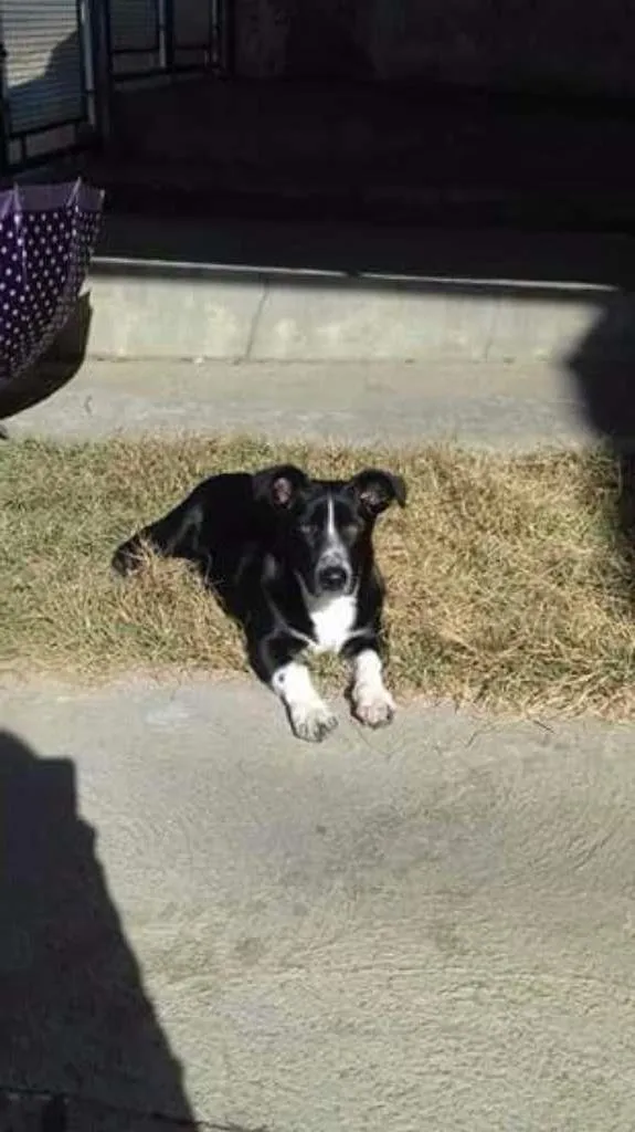 Cachorro raça Sem raça definida  idade 7 a 11 meses nome Thoby