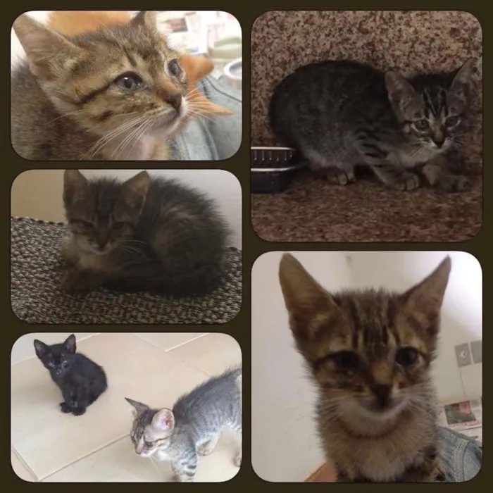 Gato ra a SRD idade 2 a 6 meses nome sem nome