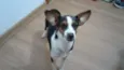 Athena