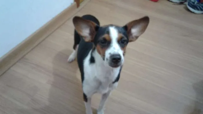 Cachorro ra a Indefinida idade 1 ano nome Athena