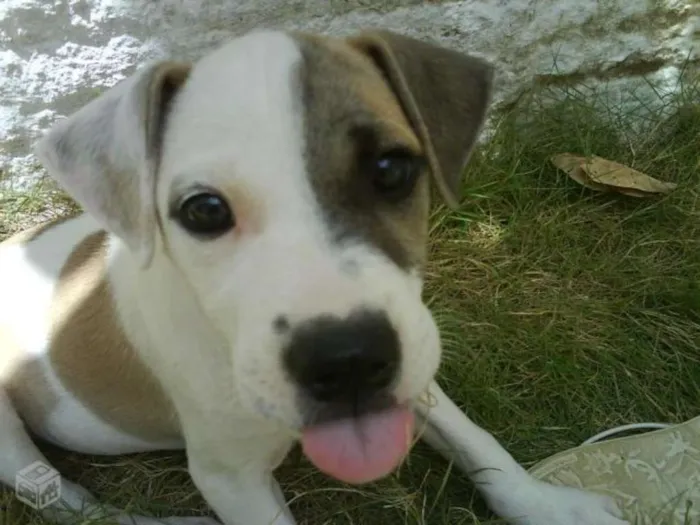 Cachorro raça vira - lata idade 7 a 11 meses nome qualquer