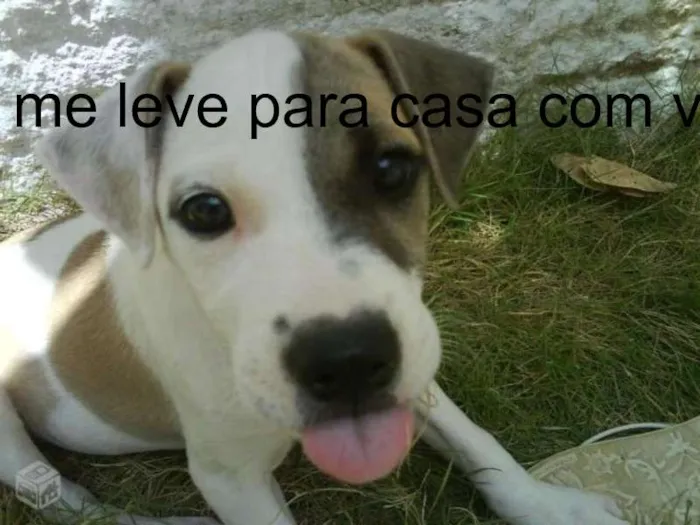 Cachorro raça vira - lata idade 7 a 11 meses nome qualquer