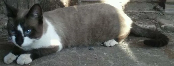 Gato ra a Siamês idade 1 ano nome Mingau