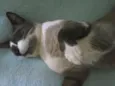 Mingau