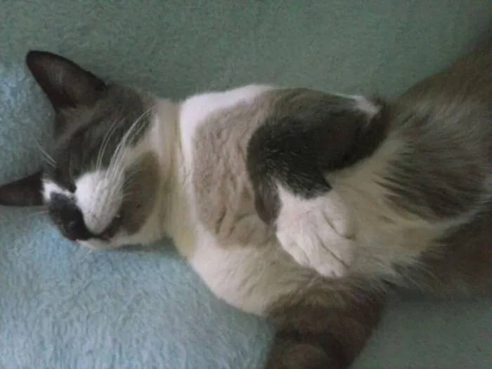 Gato ra a Siamês idade 1 ano nome Mingau