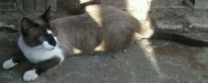 Gato ra a Siamês idade 1 ano nome Mingau