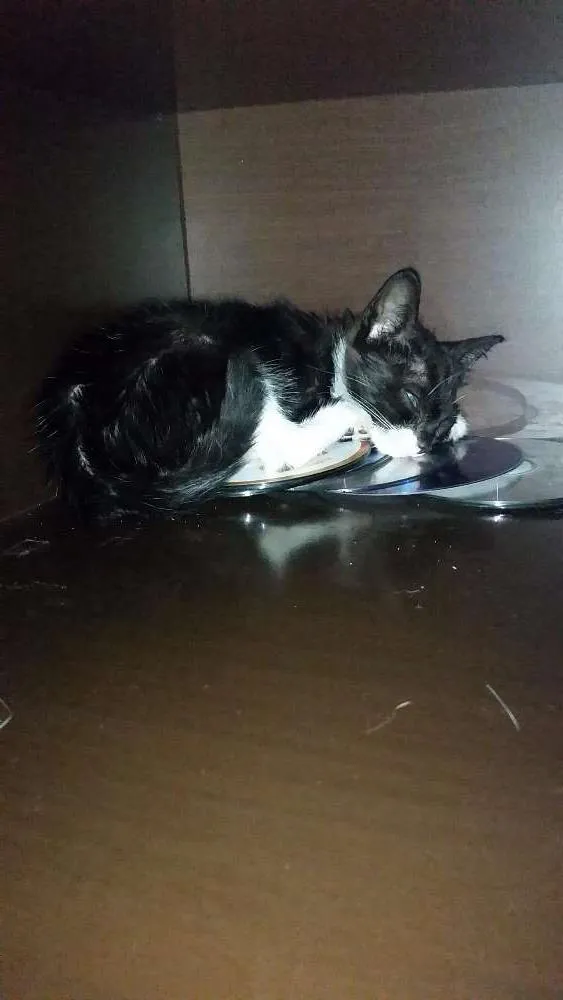 Gato ra a Rnd idade 2 a 6 meses nome Pretinho