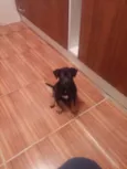 Pinga