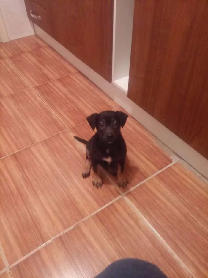 Cachorro ra a RND idade 2 a 6 meses nome Pinga