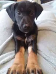 Pinga