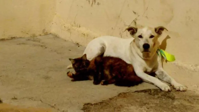 Gato ra a  idade  nome POR FAVOR AJUDE