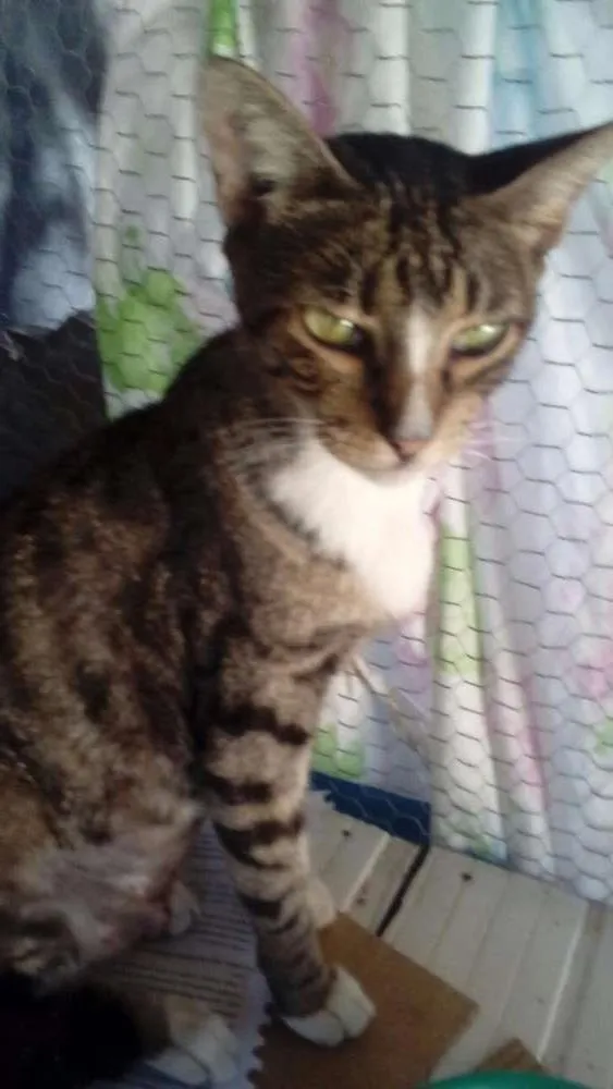 Gato raça SRD idade 1 ano nome Zelda