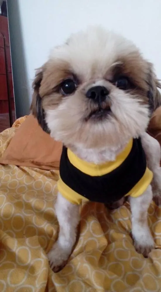 Cachorro ra a Shih tzu idade 3 anos nome Blade 