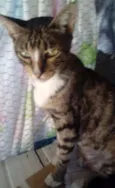 Zelda
