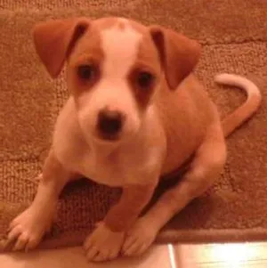 Cachorro raça Viralatinha idade 2 a 6 meses nome Spaik