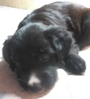 Cachorro raça Viralatinha idade Abaixo de 2 meses nome Bob