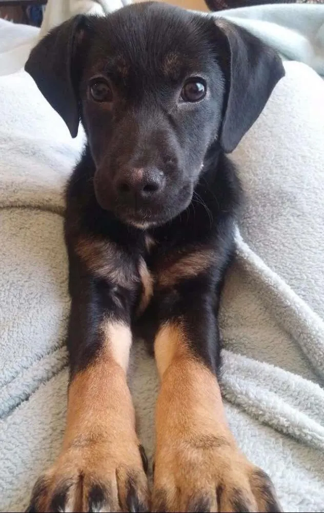 Cachorro ra a RND idade 2 a 6 meses nome Pinga