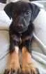 Cachorro raça RND idade 2 a 6 meses nome Pinga