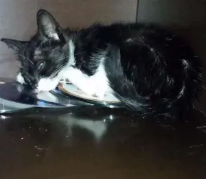 Gato raça Rnd idade 2 a 6 meses nome Pretinho